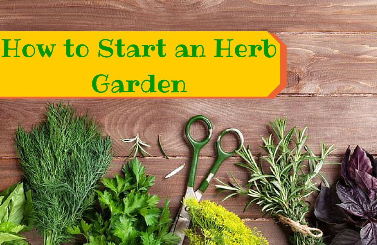 How To Grow Your Own Herbs For Cooking Sparkpeople