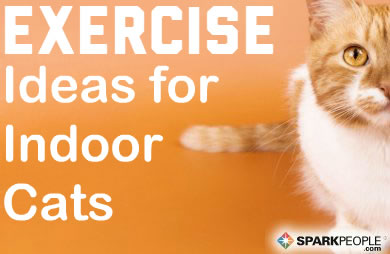 Exercise Ideas for Indoor Cats | SparkPeople