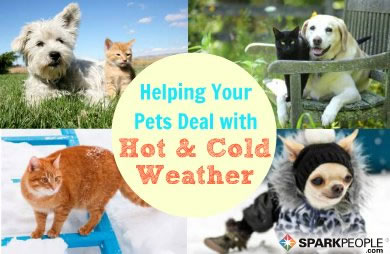 Helping Pets Cope with Temperature Extremes